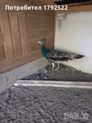 Бели и чернокрили пауни , снимка 7 - други­ - 52822811