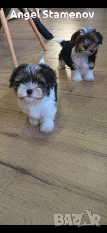 Йорки бивер териер,две момченца!, снимка 4 - Йоркширски териер - 52850201