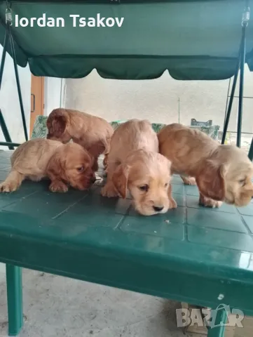 Продавам кокери, снимка 1