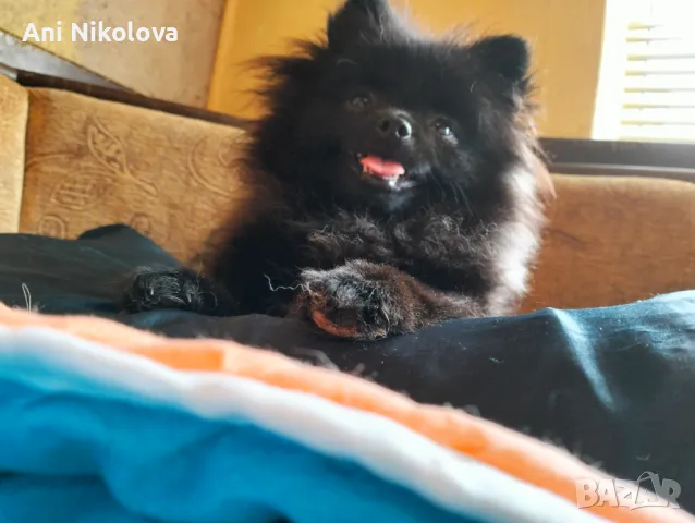 Мини померан женски, снимка 7 - Померан - 50411468