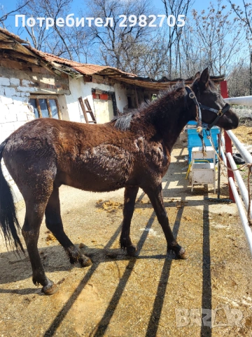 Продавам Мъжки кончета 