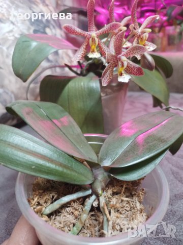 Ароматна Орхидея Спайдър ПРОДАДЕНА, снимка 2 - Стайни растения - 44464101