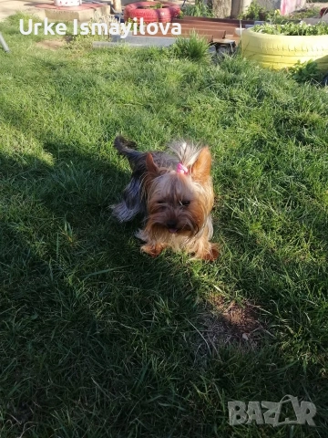 Мини йоркширски териер , снимка 6 - Йоркширски териер - 53601867