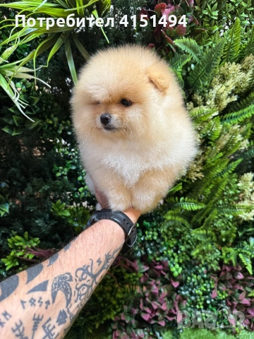 Померан момче, снимка 3 - Померан - 53748867