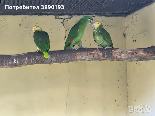 Разнообразие на папагалите амазона, снимка 3 - Папагали - 56068692