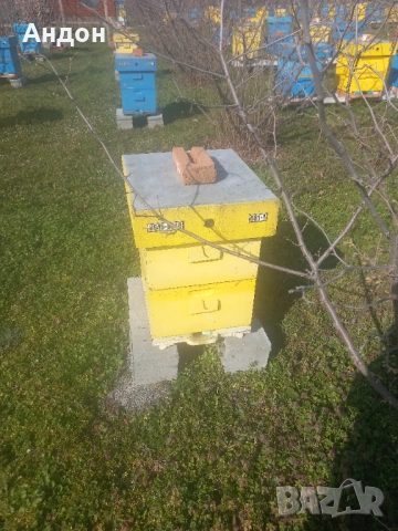 презимували пчелни отводки / семейства ЛР, снимка 6 - Други животни - 53406337