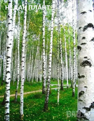 Бяла бреза/Betula pendula