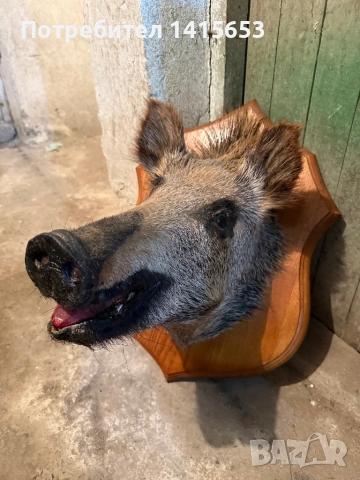 Продавам препарирано диво прасе, снимка 3 - Антикварни и старинни предмети - 53295477