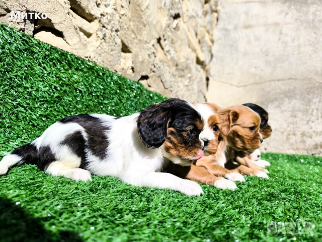 Кавалер Кинг Чарлз шпаньол , снимка 5 - Кавалер кинг чарлз шпаньол - 51169749