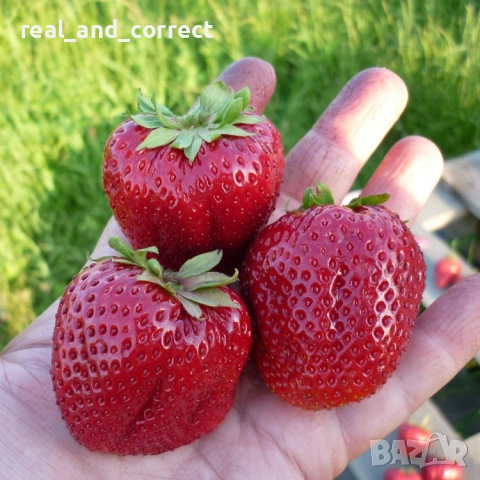 Само ЗА ЦЕНИТЕЛИ Уникален БИО разсад Ягоди и Малини, снимка 6 - Разсади - 53748363