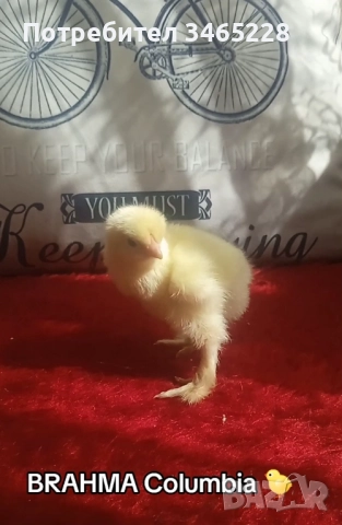 Пиленца Брама и Орпингтон , снимка 1