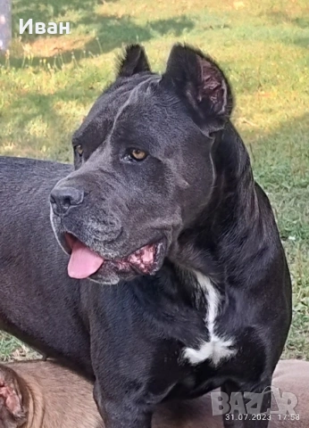 Cane Corso Italiano, снимка 16 - Търси партньор - 53836498