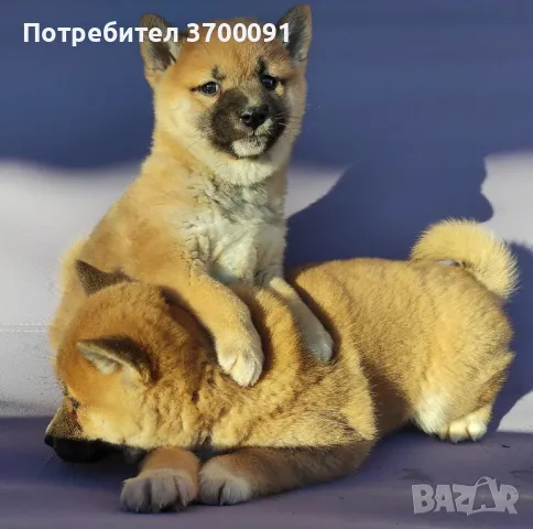 шиба ину / shiba iny , снимка 2 - Шиба ину - 48669550