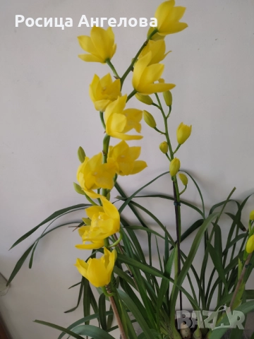 Орхидея цимбидиум. Жълт 