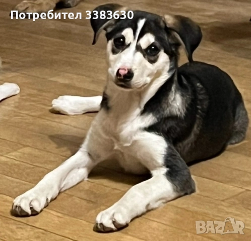 Подарявам две сладки  женски кученца, снимка 2 - Други - 53078182