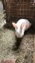 Зайци за разплод , снимка 1 - Други животни - 42568244