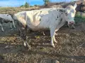 Бременни крави и юница, снимка 2