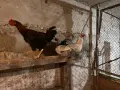 Прадават с кокошки и млади петли, снимка 2