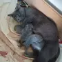 продавам малки котенца късокосмести британски котенца , снимка 8