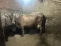 2 крави и 1 юница, снимка 2