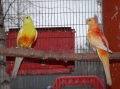 Работещи двойки Пойни Папагали , снимка 8