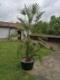 Ветриловидна палма, снимка 3
