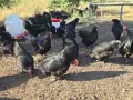 Продавам оплодени яйца и пилета  от Австралорп и Легхорн, снимка 1