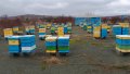 Многокорпусни кошери със пчелни семейства, снимка 1 - Стоки за пчели - 44263856