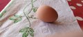 Изкуствени пластмасови яйца за кокошки тежки, снимка 13