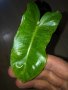 Philodendron Paraiso Verde , снимка 1 - Стайни растения - 42477673