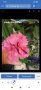Китайски рози цвят розов кичест пълен, снимка 2
