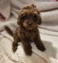 Момиче Той пудел (Toy poodle red apricot), снимка 2