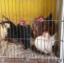 Пиленца и яйца от Малайска Серама - промоция, снимка 16