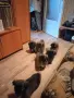 малки кученца пекинези, родени 19 юли , снимка 11