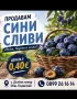 Синя слива сорт стенлей, снимка 1