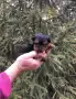 Супер Мини Йорки Доставка, снимка 1