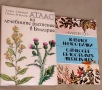 Атлас на лечебните растения в България . Каталог на 100 билки Стоян Й. Стоянов, снимка 2