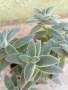 Красула Тенелли - Crassula mesembryanthemoides 'Tenelli  , снимка 6