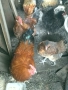 Домашни петли , снимка 4