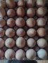 Продавам домашни кокоши яйца, снимка 1