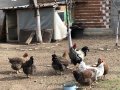 Катунски кокошки , снимка 1