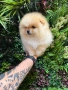 Померан момче, снимка 3