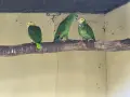 Разнообразие на папагалите амазона, снимка 3