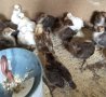 Невероятни КАТУНСКИ пиленца, снимка 1 - Кокошки и пуйки - 41985853