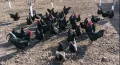 Оплодени яйца от "Черен Австралорп" / Яйца за люпене, снимка 1