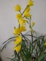 Орхидея цимбидиум. Жълт , снимка 1