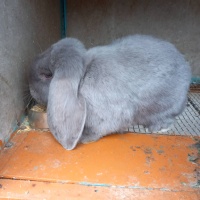 Френски кочовати зайци, снимка 1 - Други - 44572268