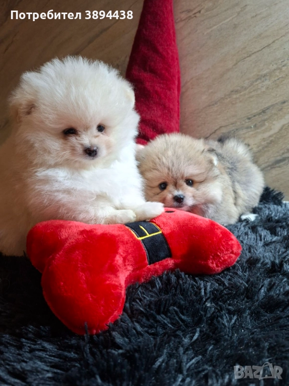 Померан женски, снимка 1