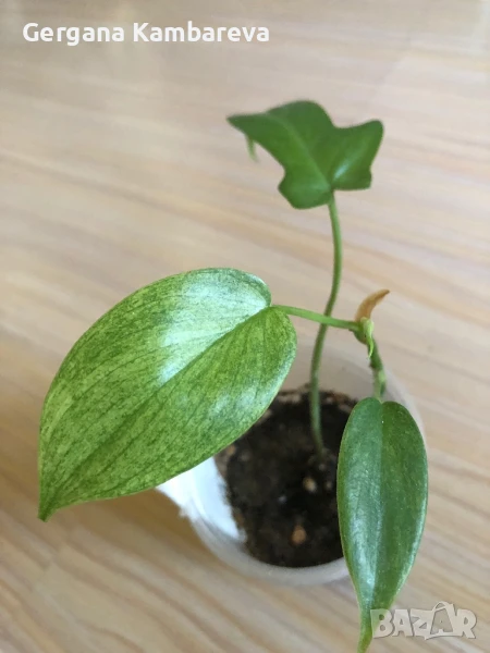 Philodendron Florida Ghost , снимка 1