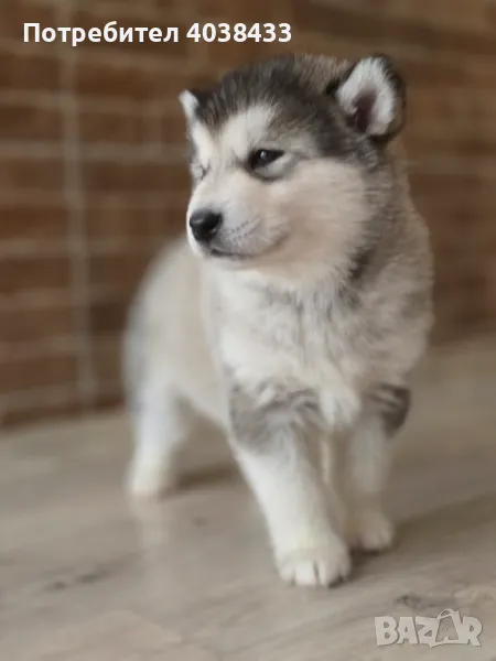Аляски маламут, Варна, снимка 1